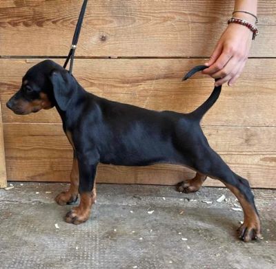 Doberman enkice